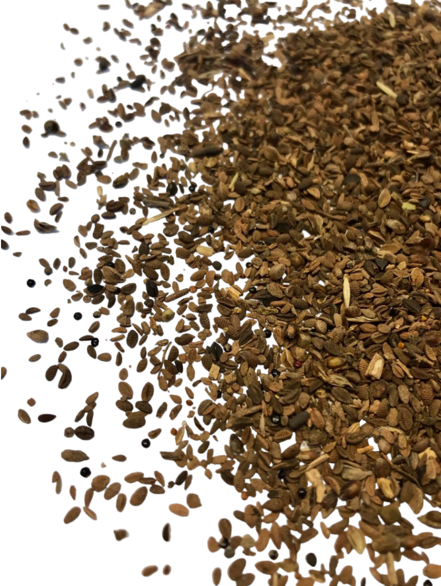 Facelia błękitna Stala 1kg C1 /25/