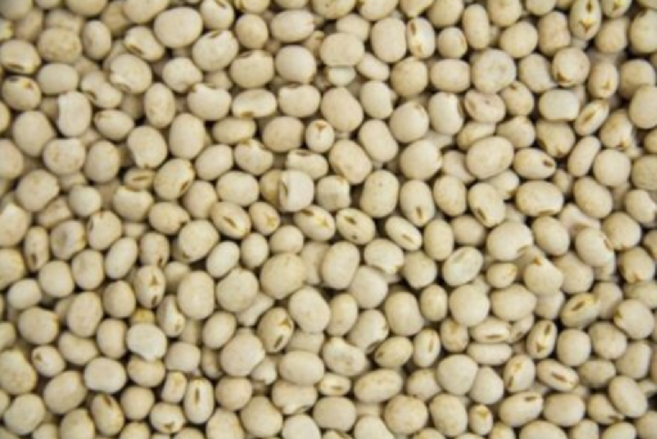 Łubin wąskolistny słodki Tango C1 1kg
