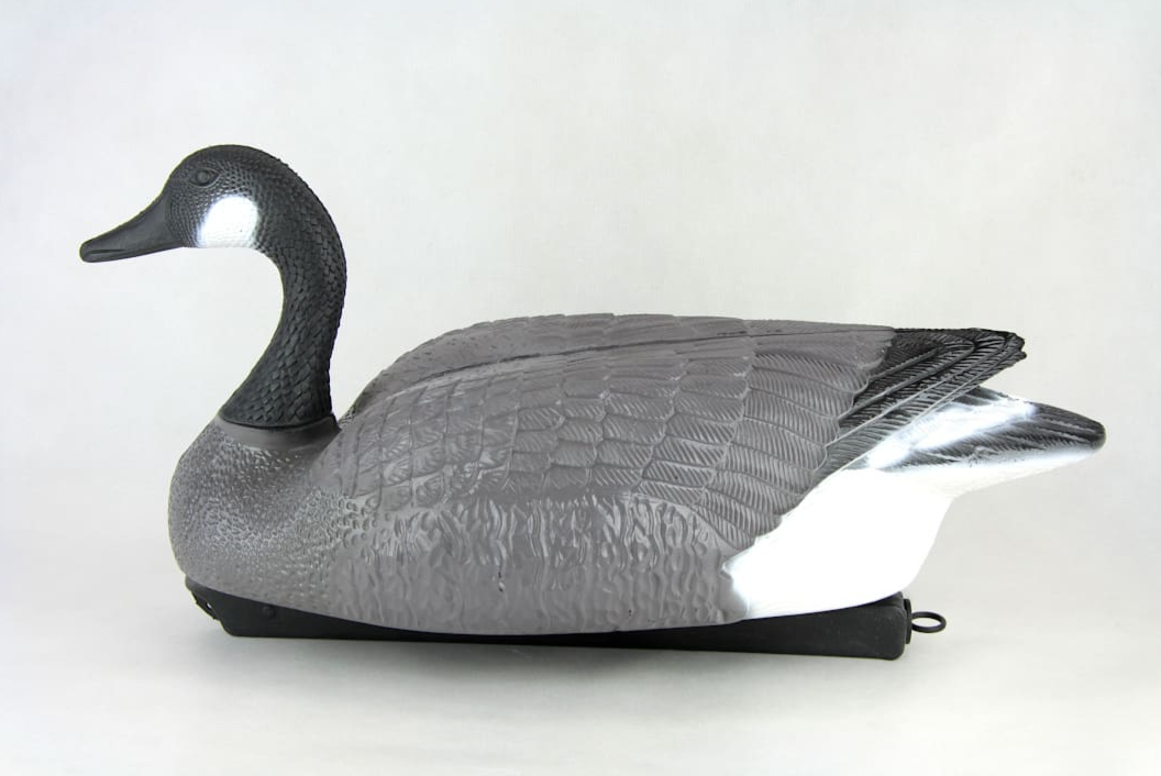 GĘŚ KANADYJSKA SIEDZĄCA SAMIEC