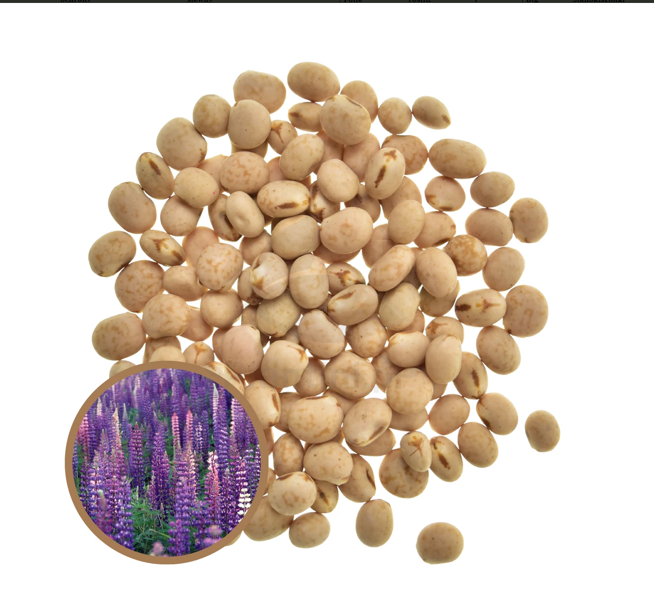 Łubin wąskolistny Boruta C1 słodki