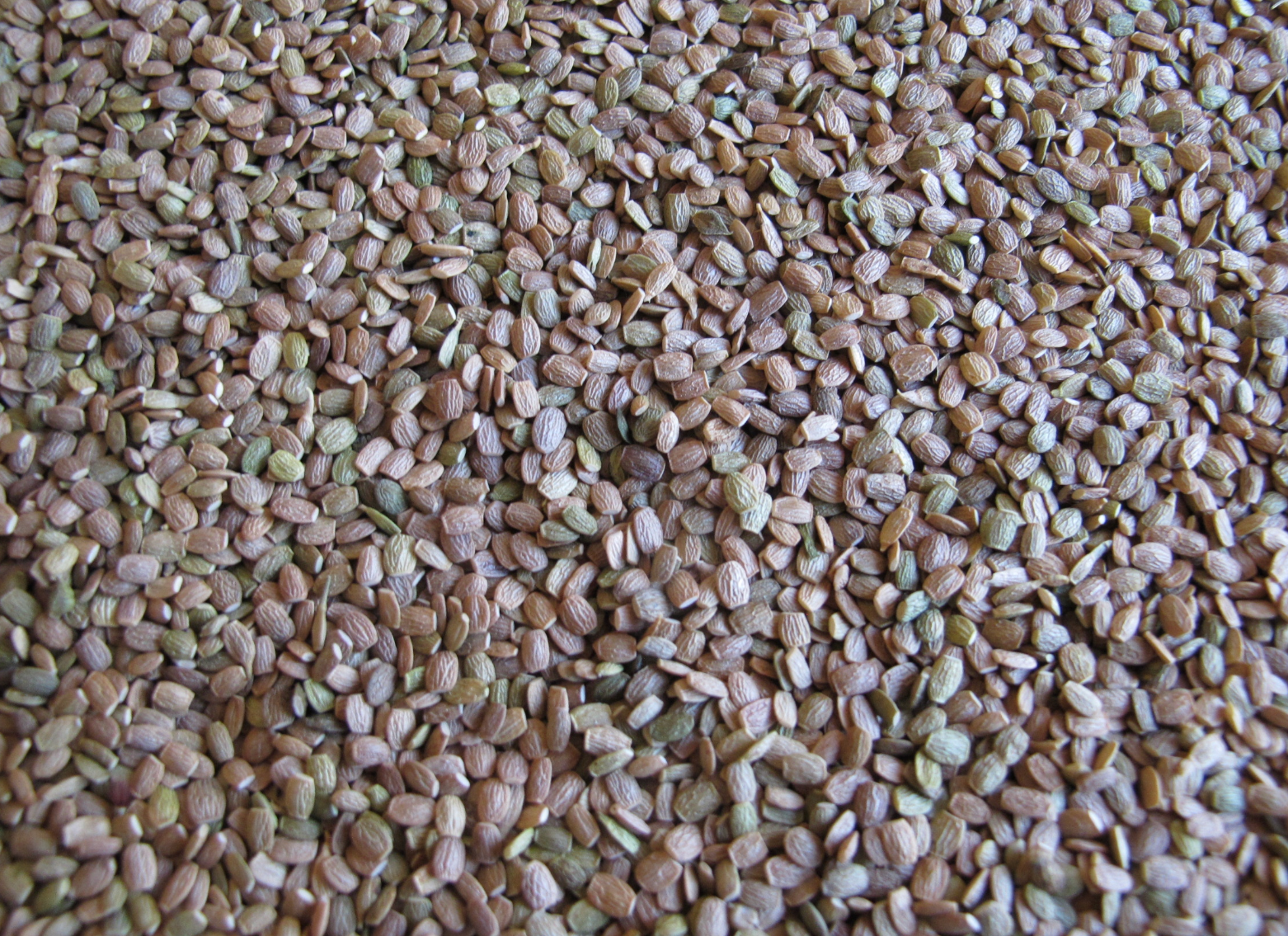 Seradela PASTEWNA 1kg