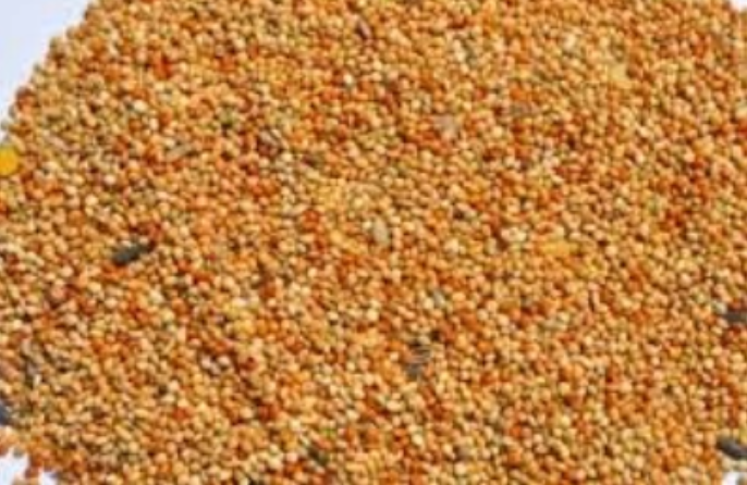 Pokarm Papuga falista Premium 700g