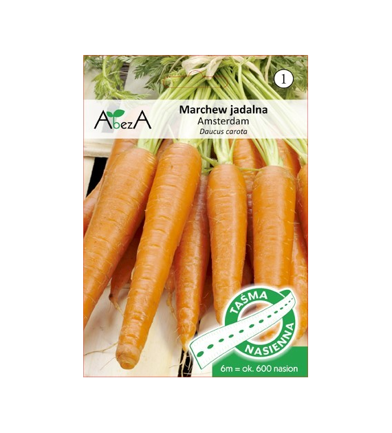 Marchew Amsterdam3-AmsterdamskaTOR6m/600nas TAŚMA
