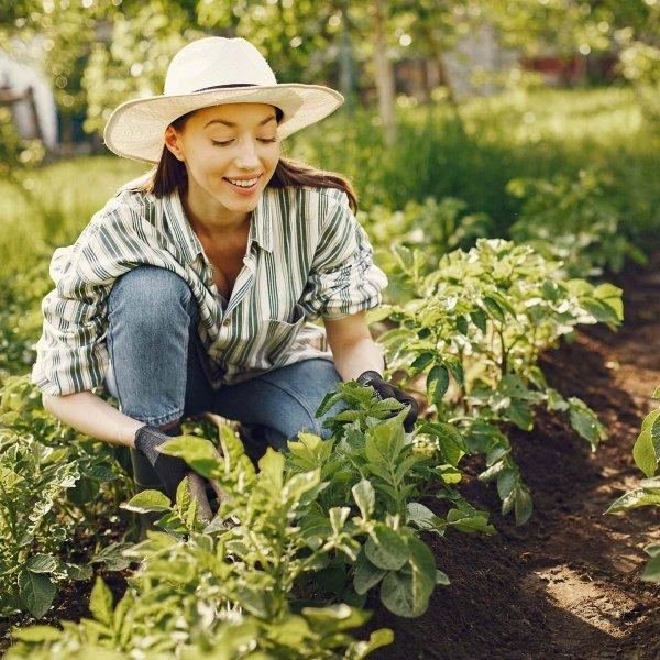 COMPO Nawóz na mech, nie dziękuję 4kg