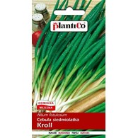 Cebula siedmiolatka Kroll 2G ST