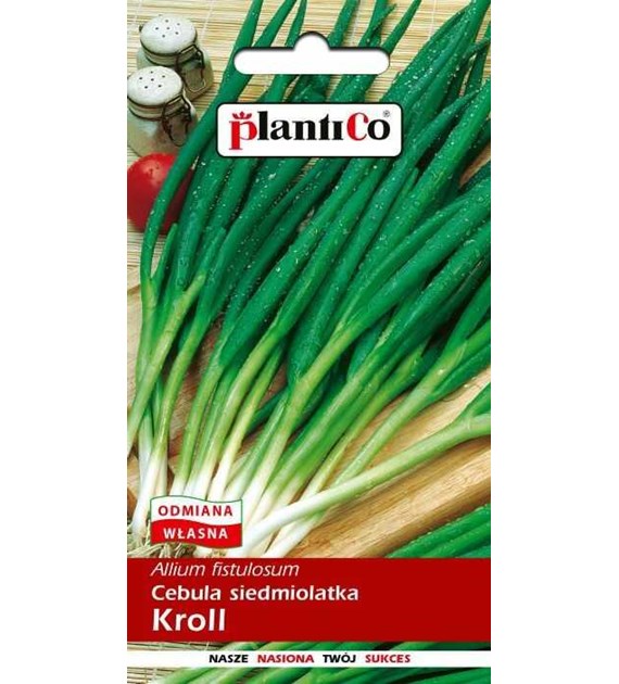 Cebula siedmiolatka Kroll 2G ST