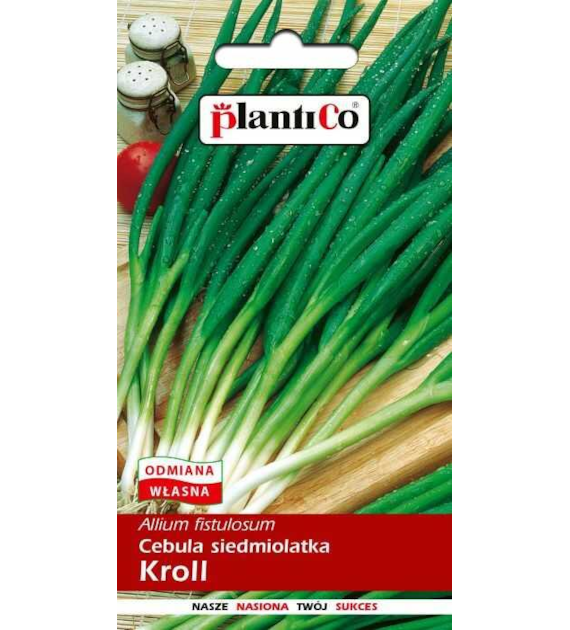 Cebula siedmiolatka Kroll 2G ST