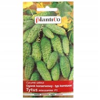 Ogórek Tytus F1 3g ST