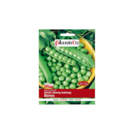 Groch Łuskowy Biznes 40 g ST