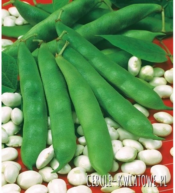Fasola na suche nasiona Eureka 50g
