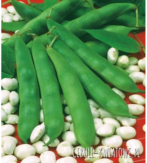 Fasola na suche nasiona Eureka 50g