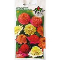 Cynia wytworna daliowa skabiozowa mix 1g