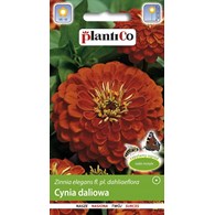 Cynia wytworna daliowa cynobrowa 1g