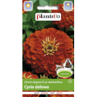 Cynia wytworna daliowa cynobrowa 1g