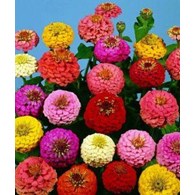 Cynia Daliow Liliput mix 1g