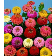 Cynia Daliow Liliput mix 1g