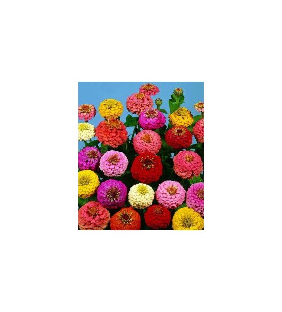 Cynia Daliow Liliput mix 1g