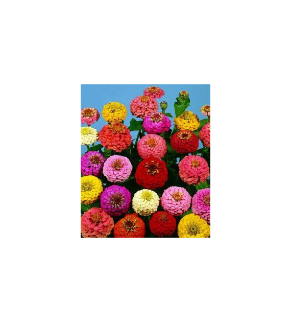 Cynia Daliow Liliput mix 1g