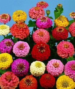 Cynia Daliow Liliput mix 1g