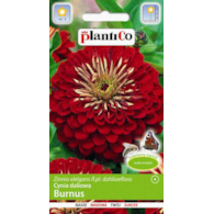 Cynia wytworna daliowa BURNUS 1g