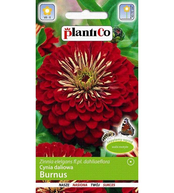 Cynia wytworna daliowa BURNUS 1g