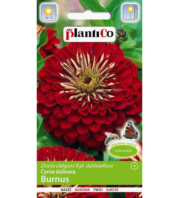Cynia wytworna daliowa BURNUS 1g