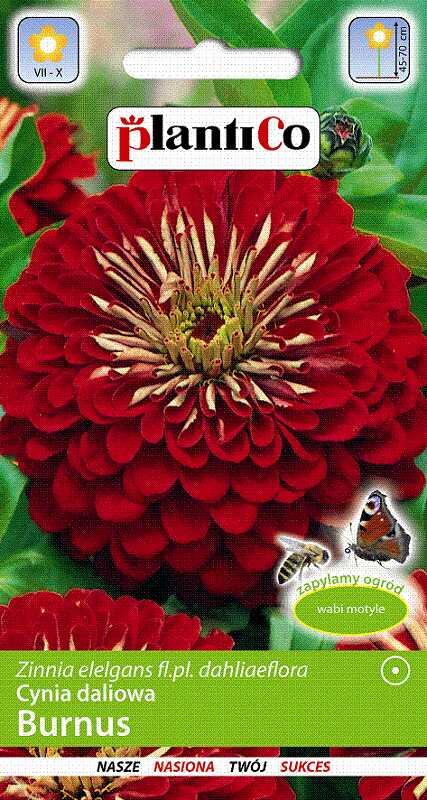 Cynia wytworna daliowa BURNUS 1g