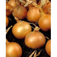 Cebula Kristine 500g ST