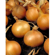 Cebula Kristine 500g ST