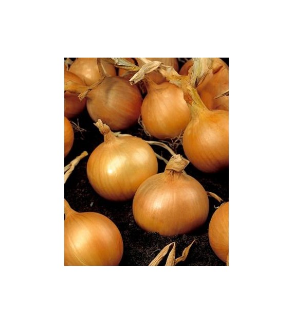 Cebula Kristine 500g ST