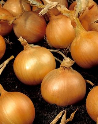 Cebula Kristine 500g ST