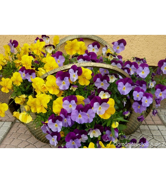 AGR Nawóz do Roślin Balkon i Taras. 0,75l