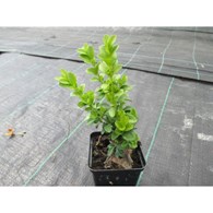 AGR Nawóz do Roślin Balkon i Tras. 1,2l 9/