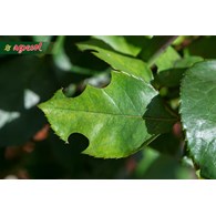 AGRECOL OPUCHLAK-LIMIT zwalcza 10g /12/