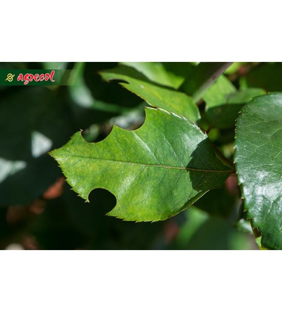 AGRECOL OPUCHLAK-LIMIT zwalcza 10g /12/