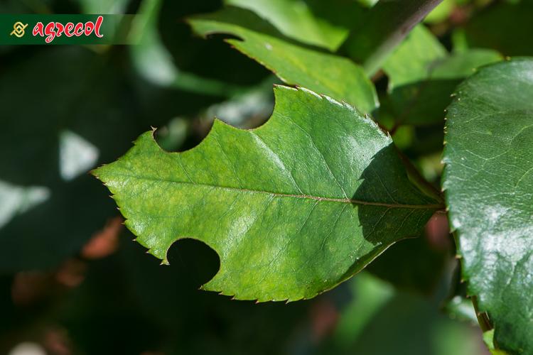 AGRECOL OPUCHLAK-LIMIT zwalcza 10g /12/