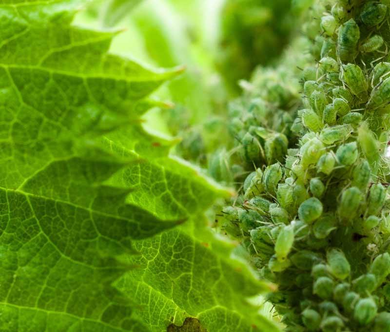 AGRECOL Natural płyn na mszyce 500ml /8/