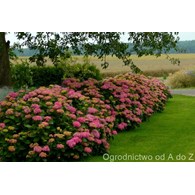AGR Mineral żel do hortensji 0,5l /8/