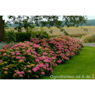 AGR Mineral żel do hortensji 0,5l /8/