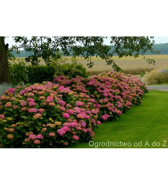 AGR Mineral żel do hortensji 0,5l /8/