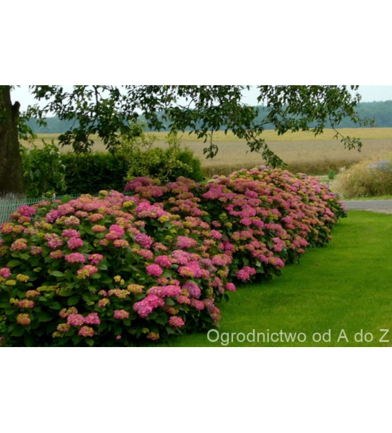 AGR Mineral żel do hortensji 0,5l /8/