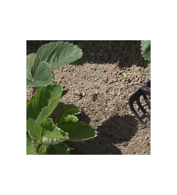 AGR Hortifoska do truskawek 1kg /10/