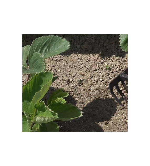 AGR Hortifoska do truskawek 1kg /10/