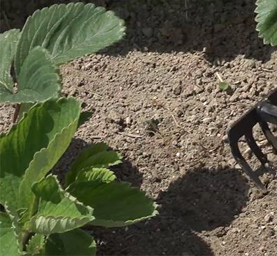 AGR Hortifoska do truskawek 1kg /10/