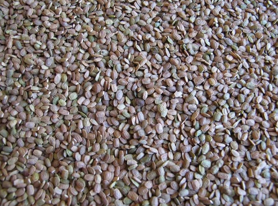 Seradela PASTEWNA 1kg
