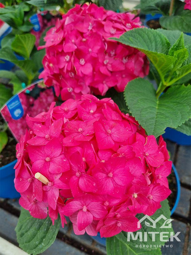 Palisada ogrodowa IPAL3 TERRA