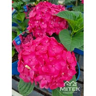 Skrzynia ogrodowa Terra DTT800 terra