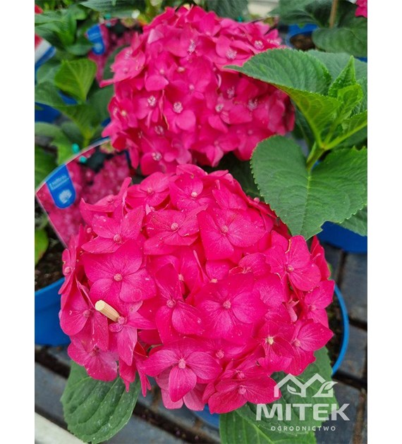 Skrzynia ogrodowa Terra DTT800 terra