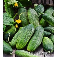 Ogórek Polonez F1 5g ST