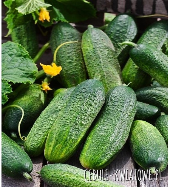 Ogórek Polonez F1 5g ST